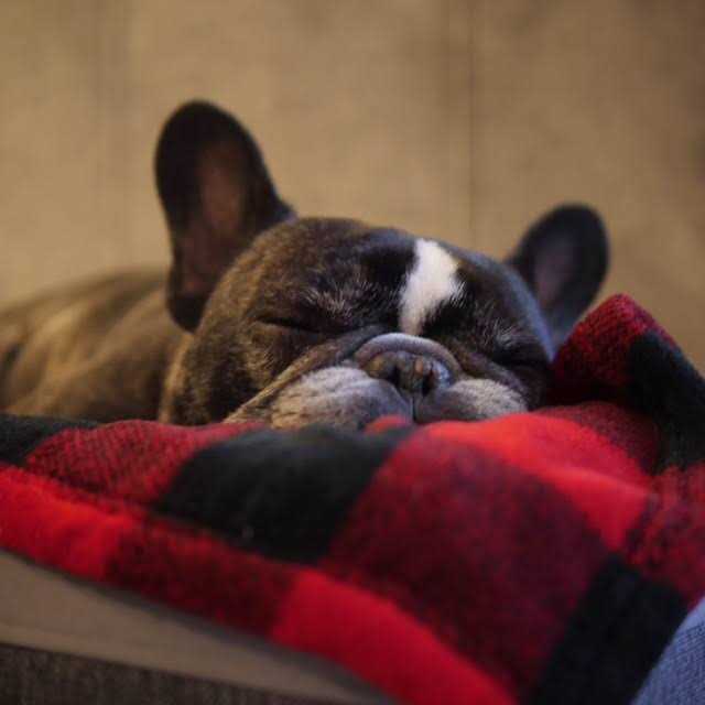 Tall Tails Dog Blanket Hunter’s Plaid - Healthber