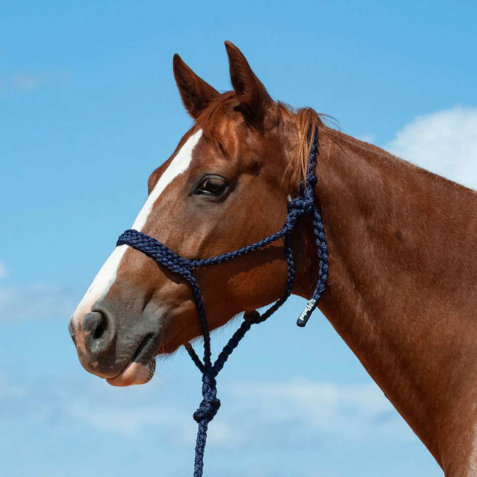 Braided Mule Tape Halter with 9' Lead - Healthber