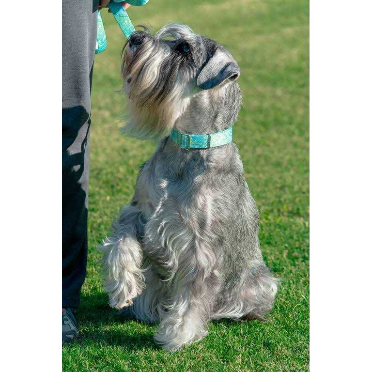Country Brook Petz Martingale Dog Collar - Healthber