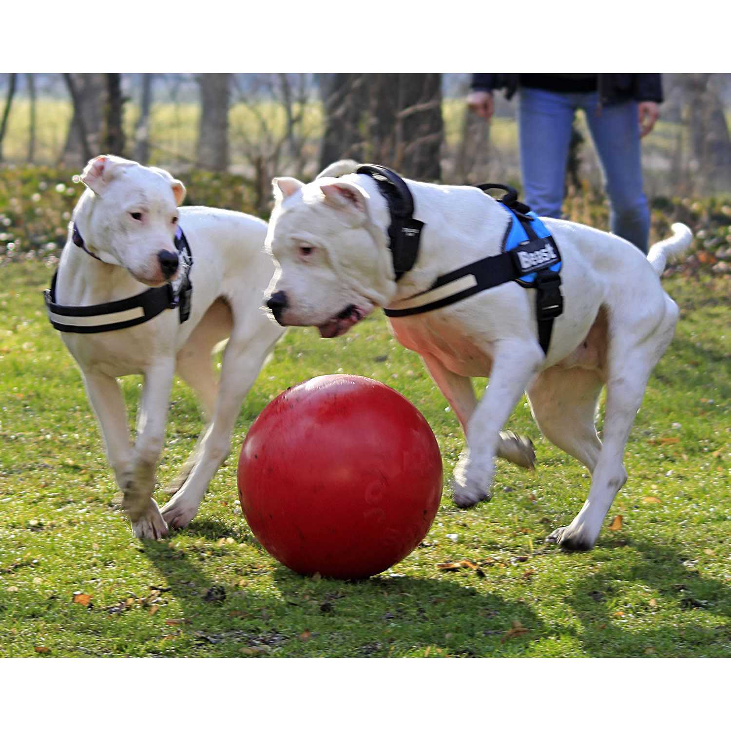 Jolly Pets Push n Play Ball - Healthber