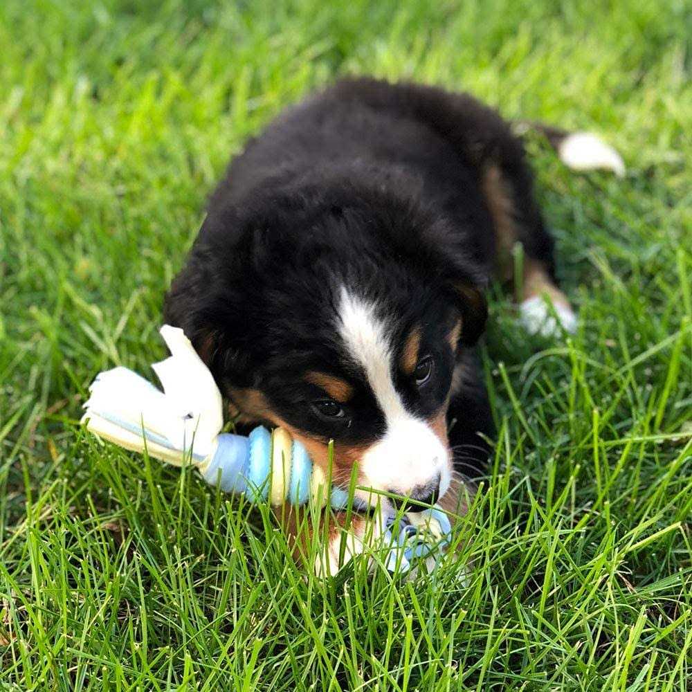 Snuggle Puppy Starter Kit - Healthber