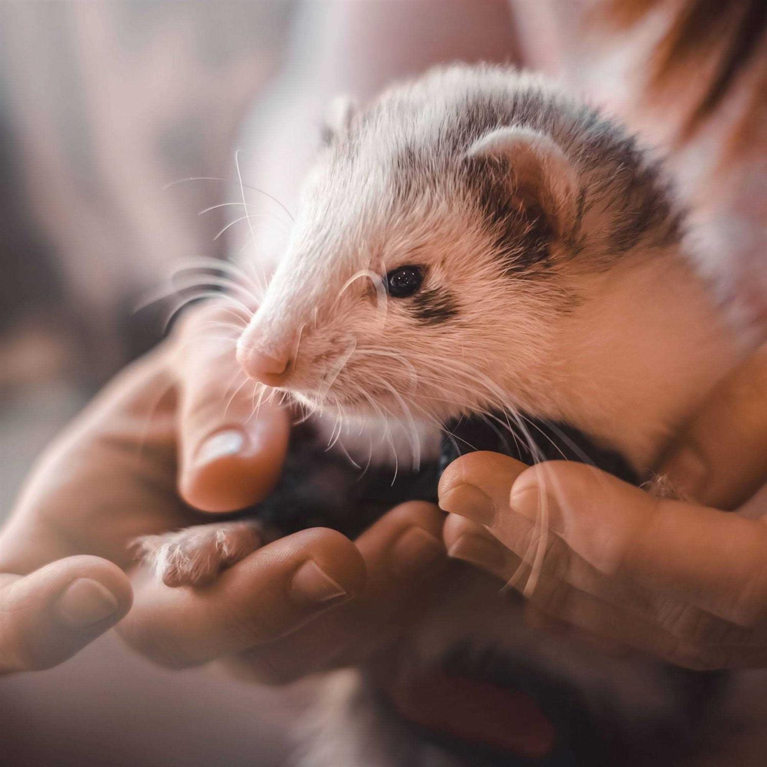 Beaphar Malt Paste Ferrets Vitamin - Healthber