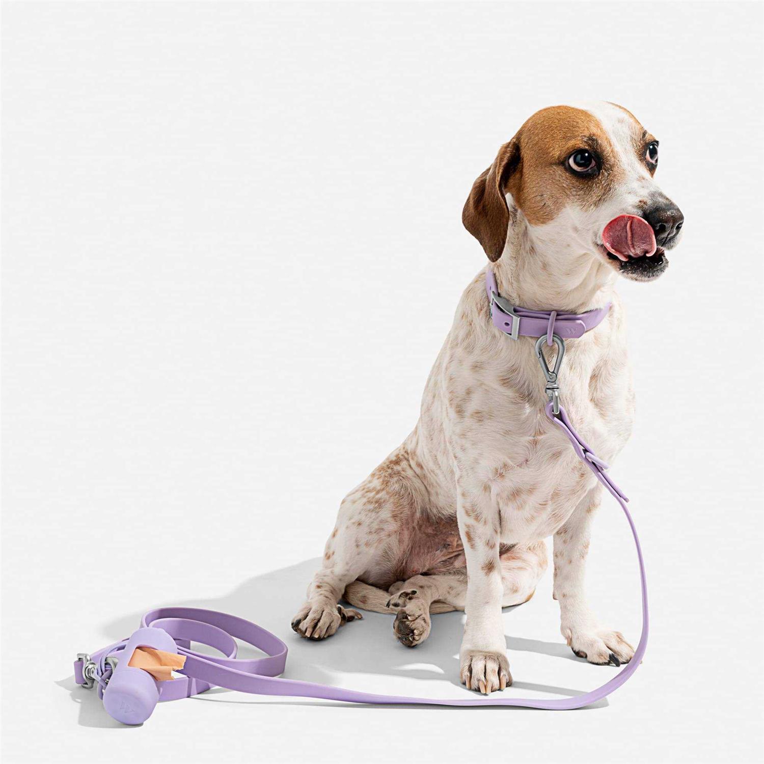 Wild One Dog Collar - Healthber