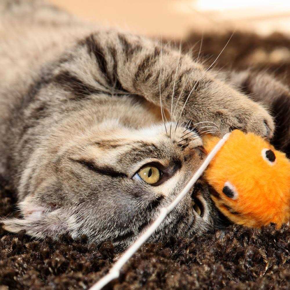 Pet Adobe Foldable Cat Activity Center 990793VPG - Healthber