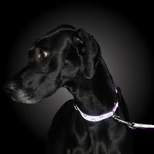 Lazer Brite 1