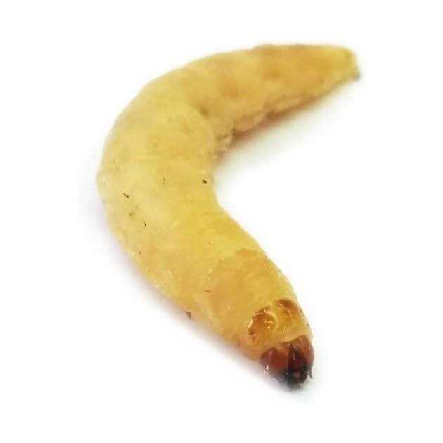 Josh’s Frogs Waxworms Live Feed Reptile Food - Healthber