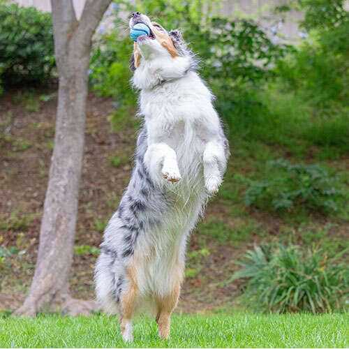 Chuckit! Sniff Fetch Ball Dog Toy - Healthber