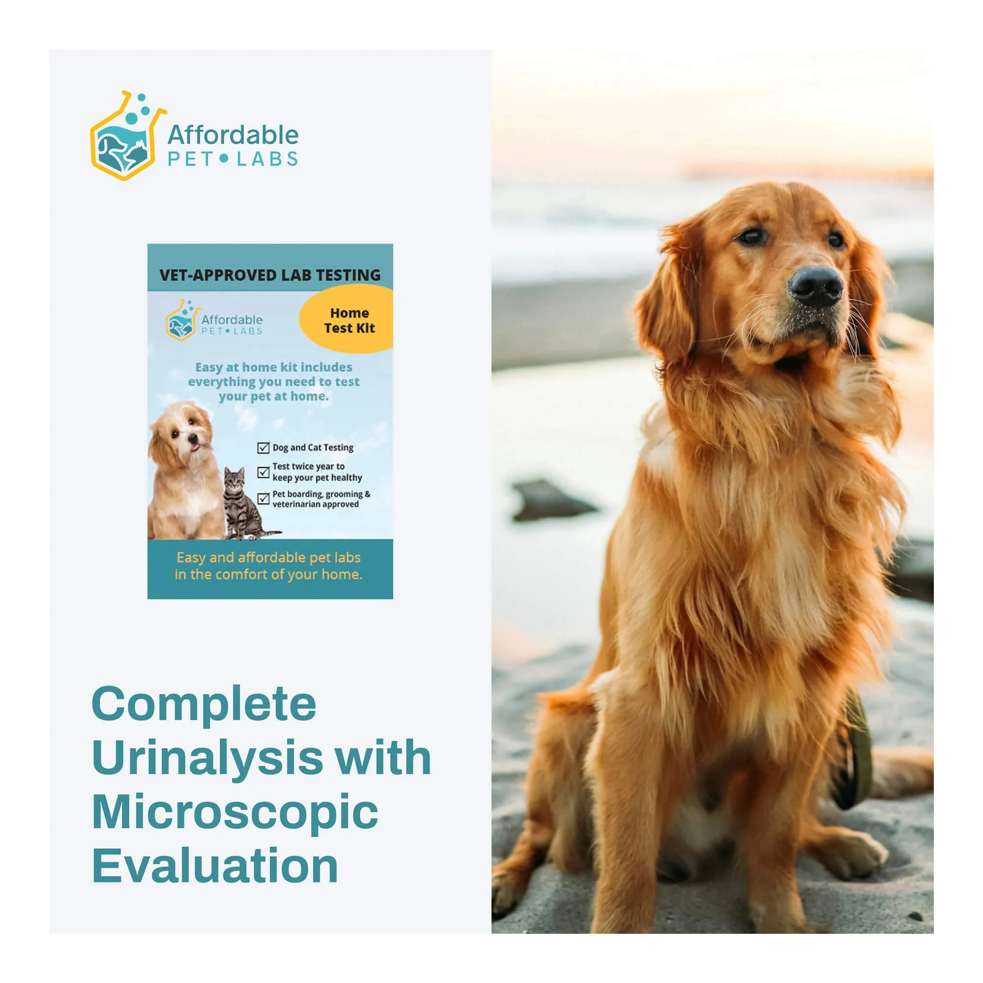 Affordable Pet Labs - Complete Urinalysis with Microscopic Evaluation For Dogs, Easy Home Kit - Healthber