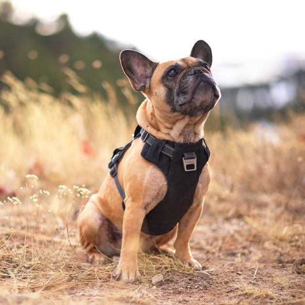 Outward Hound Boulder Adventure Adjustable Dog Harness with Pockets - Healthber