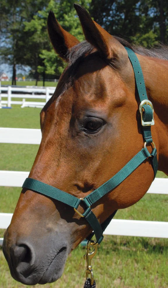Turnout Nylon Horse Halters - Healthber