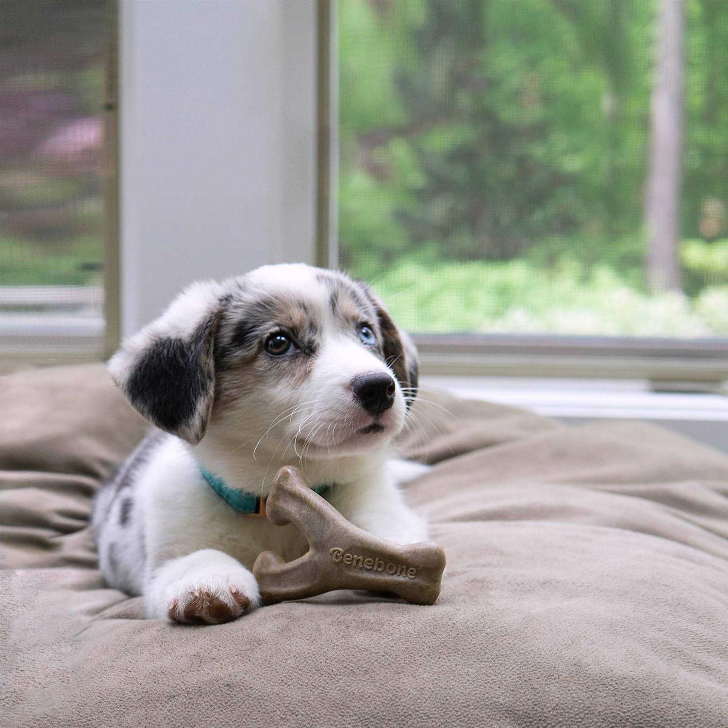 Benebone Puppy Pack Bacon Dog Chew - Healthber