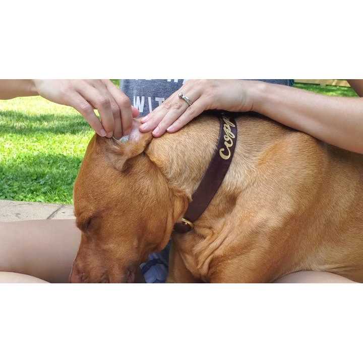 PetMD Aloe & Eucalyptus Dog Ear Wipes - Healthber