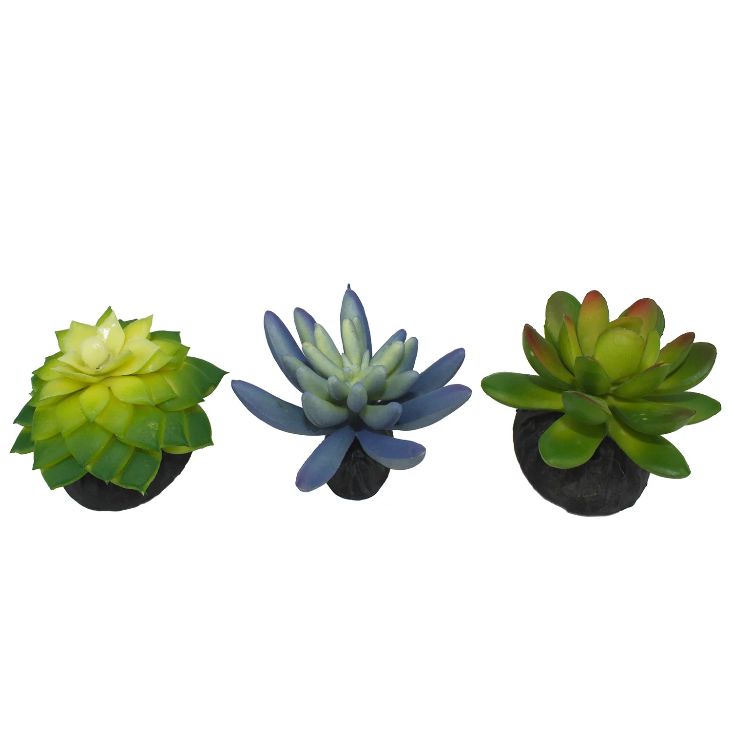 Komodo Succulent, 3 pk - Healthber