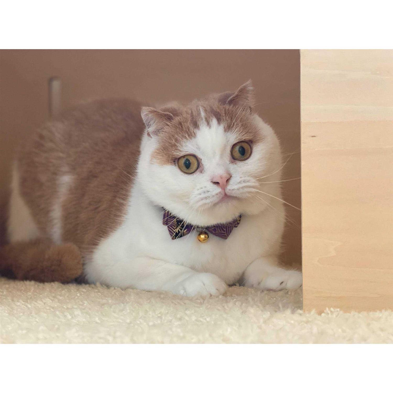 Necoichi Bow Tie Cat Collar - Healthber