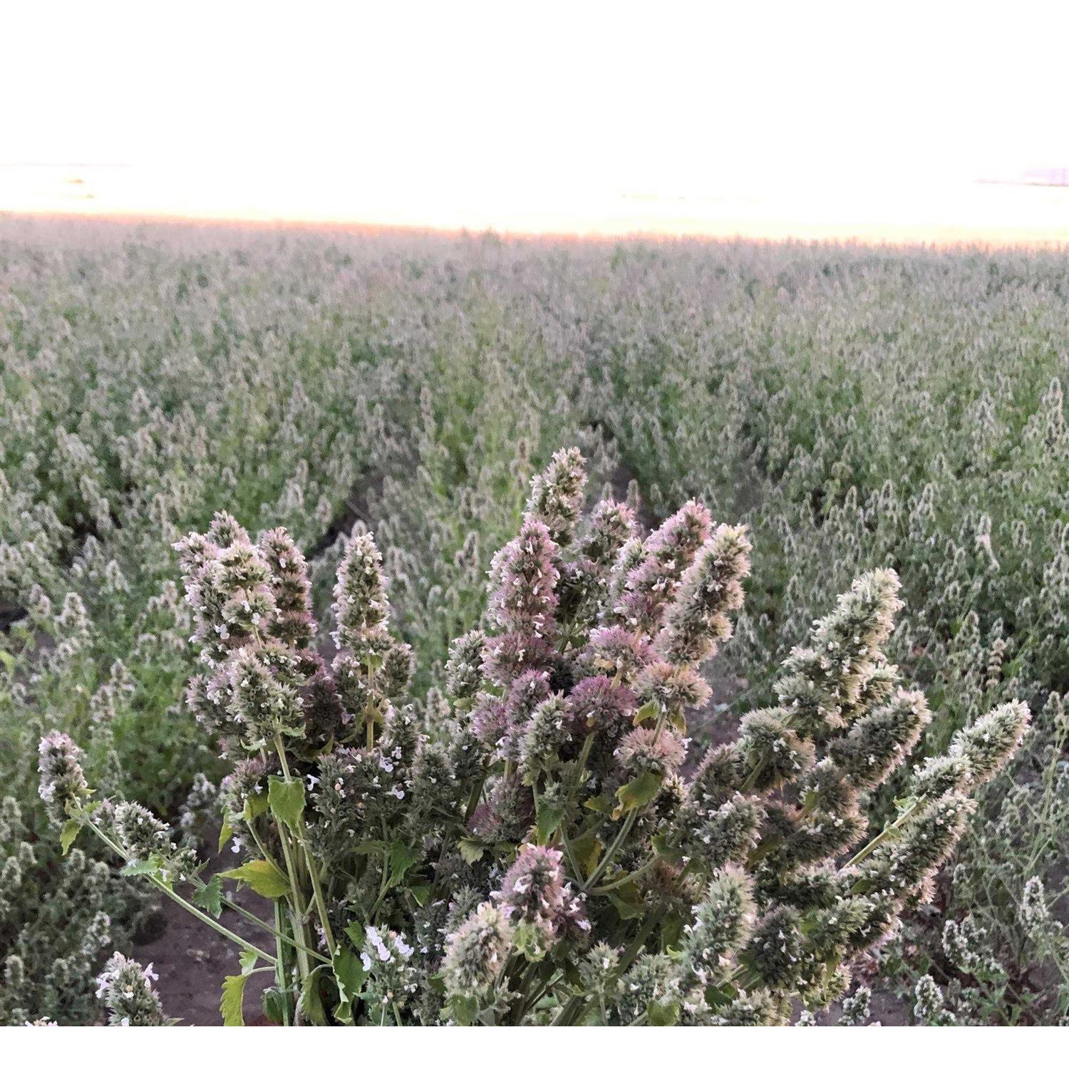 From The Field Catnip Buds Jumbo 4 OZ Bag - Healthber