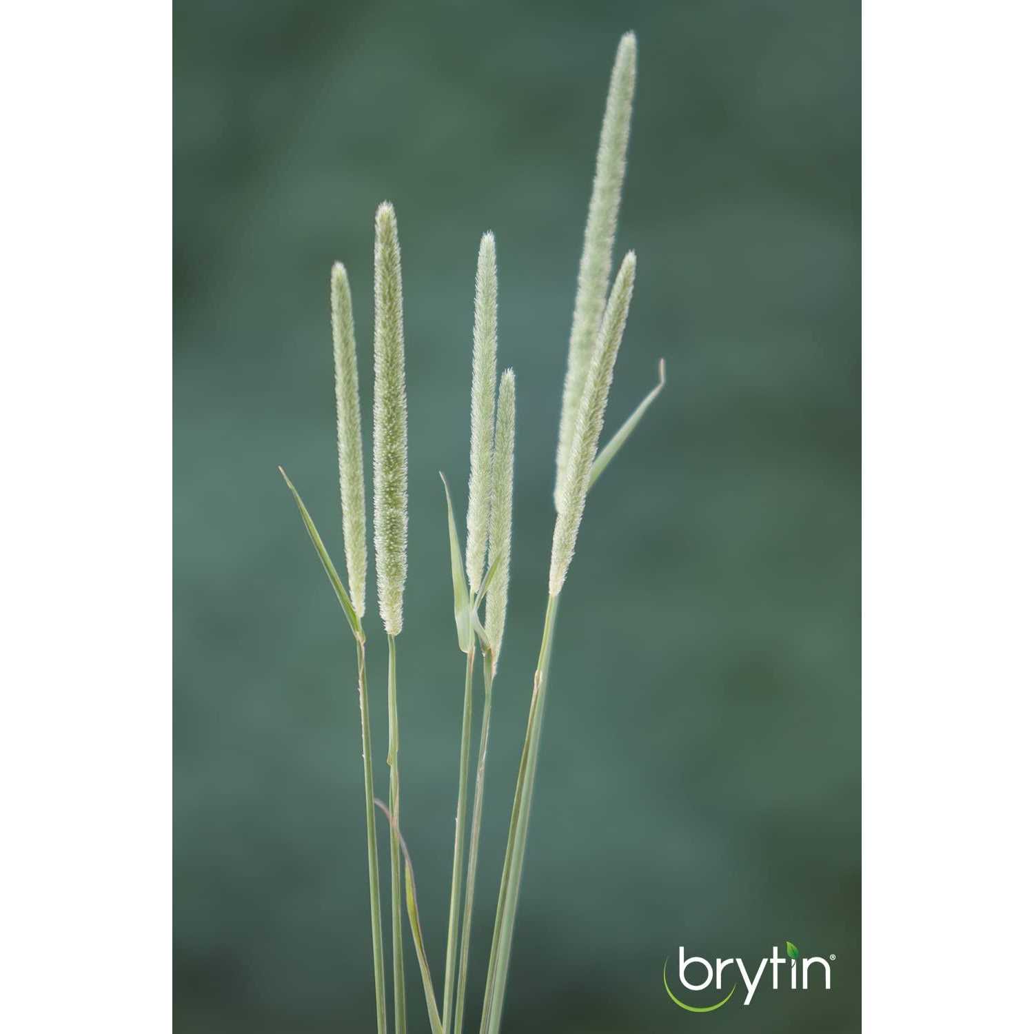 Brytin 1st Cutting All-Natural Western Timothy Hay Chinchilla Food - Healthber