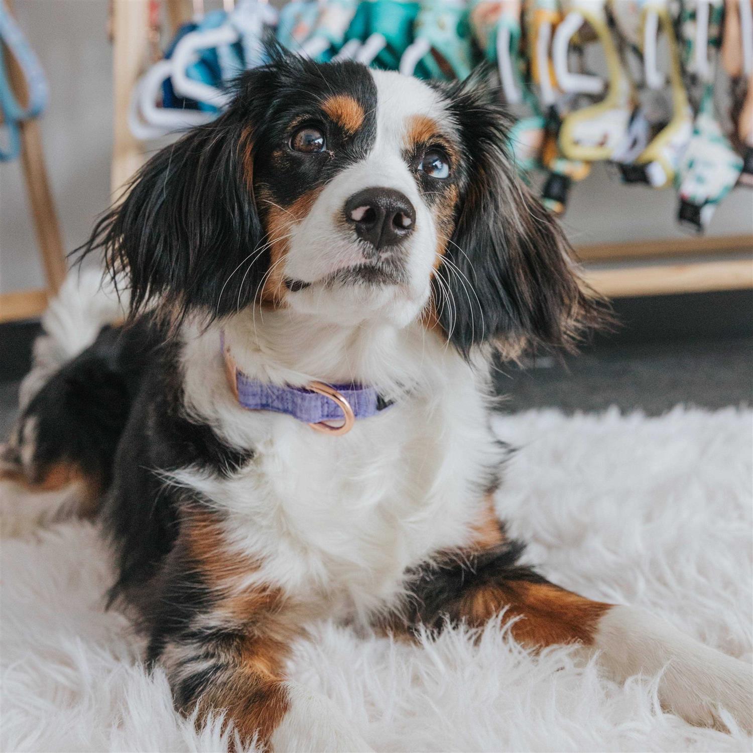 Sassy Woof ‘Aurora’ Dog Collar - Healthber