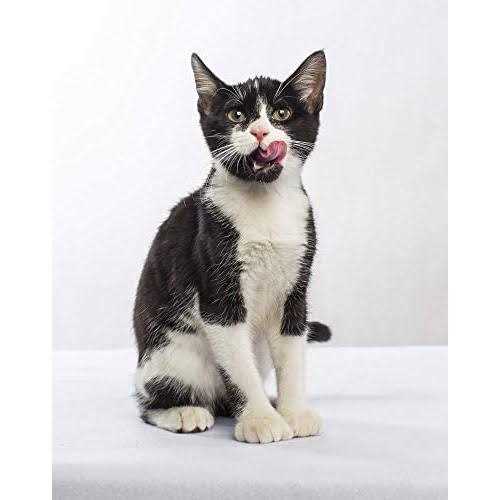 Nulo Freestyle Turkey & Duck Recipe Grain-Free Dry Cat & Kitten Food - Healthber
