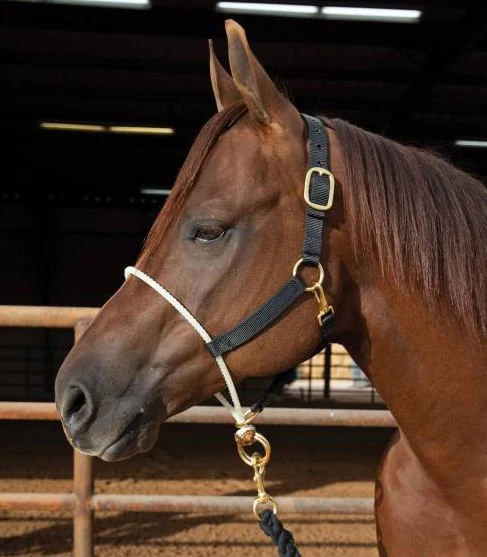 Rope Nose Nylon Halter - Healthber