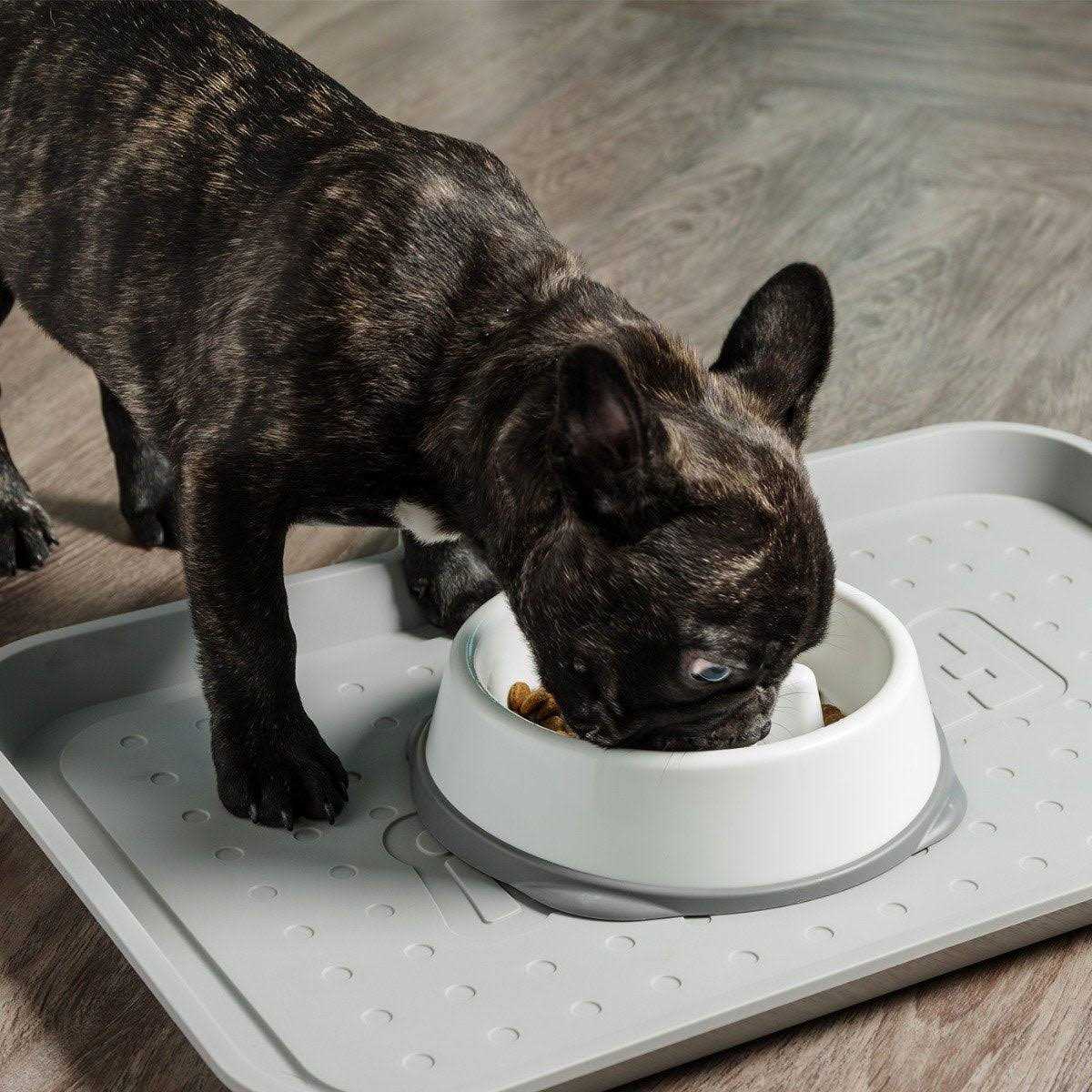 IRIS USA Slow Feeding Bowl for Short Snouted Pets - Healthber
