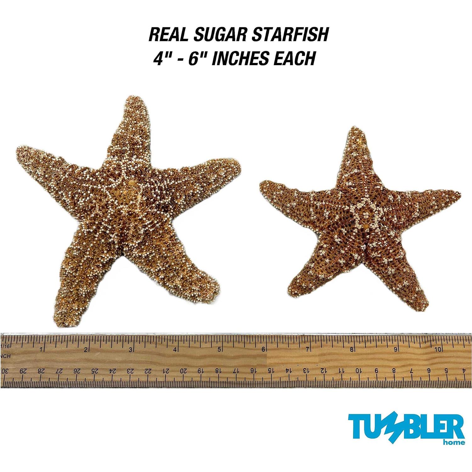 Tumbler Home Sugar Starfish 4 6 inch Large Starfish Sea Star Starfish Decor - Healthber