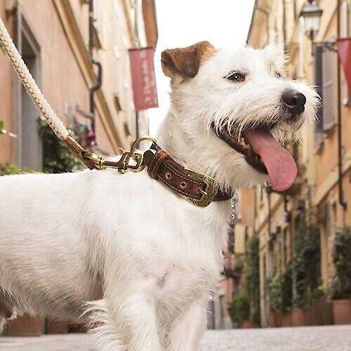MyFamily El Paso Genuine Embossed Italian Leather Dog Collar - Healthber