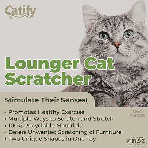 Catify by Best Pet Supplies - Healthber