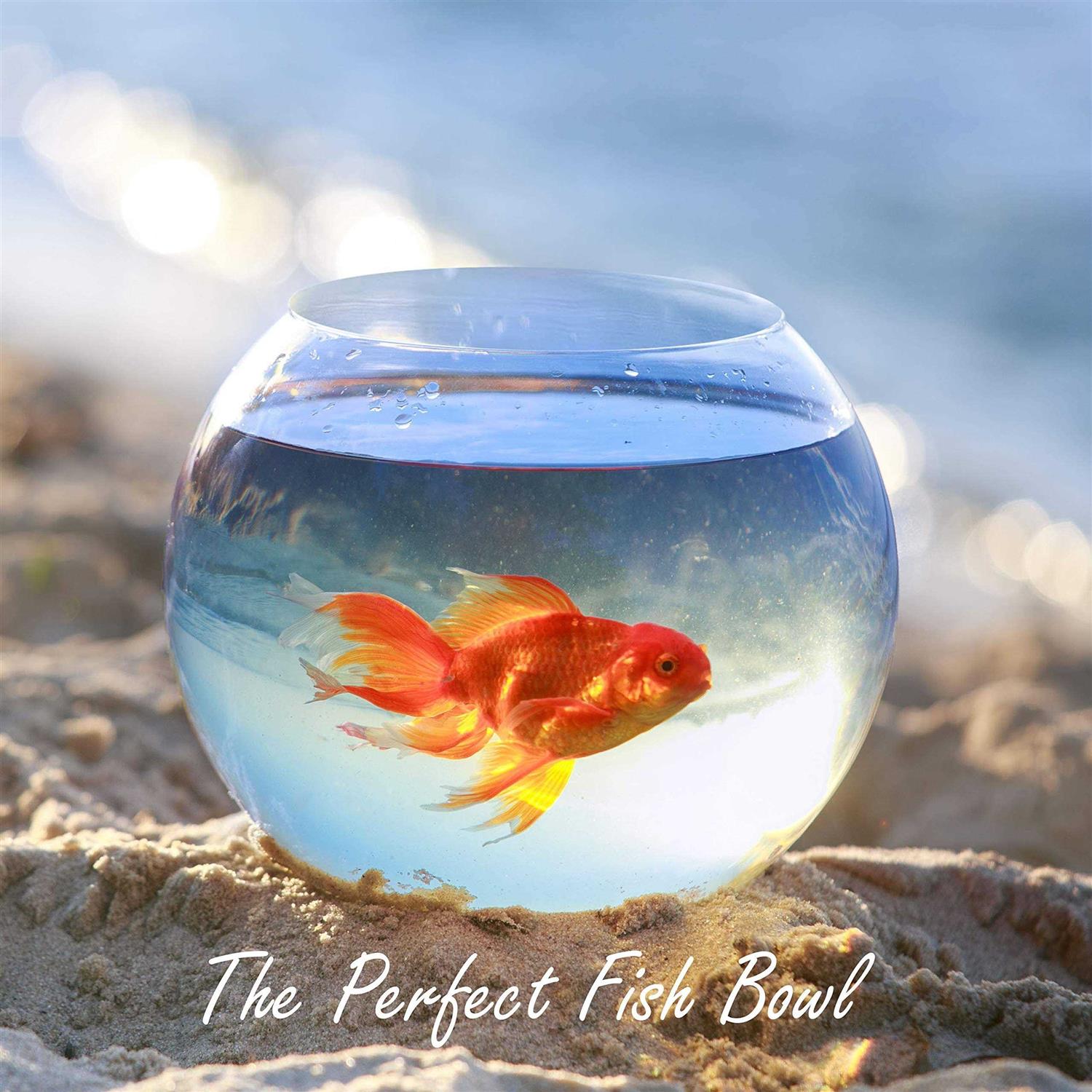 CYS EXCEL Store CYS EXCEL Glass Bubble Bowl Multiple Size Choices Fish Bowl Vase Glass Round Bowl Terrarium Globe - Healthber
