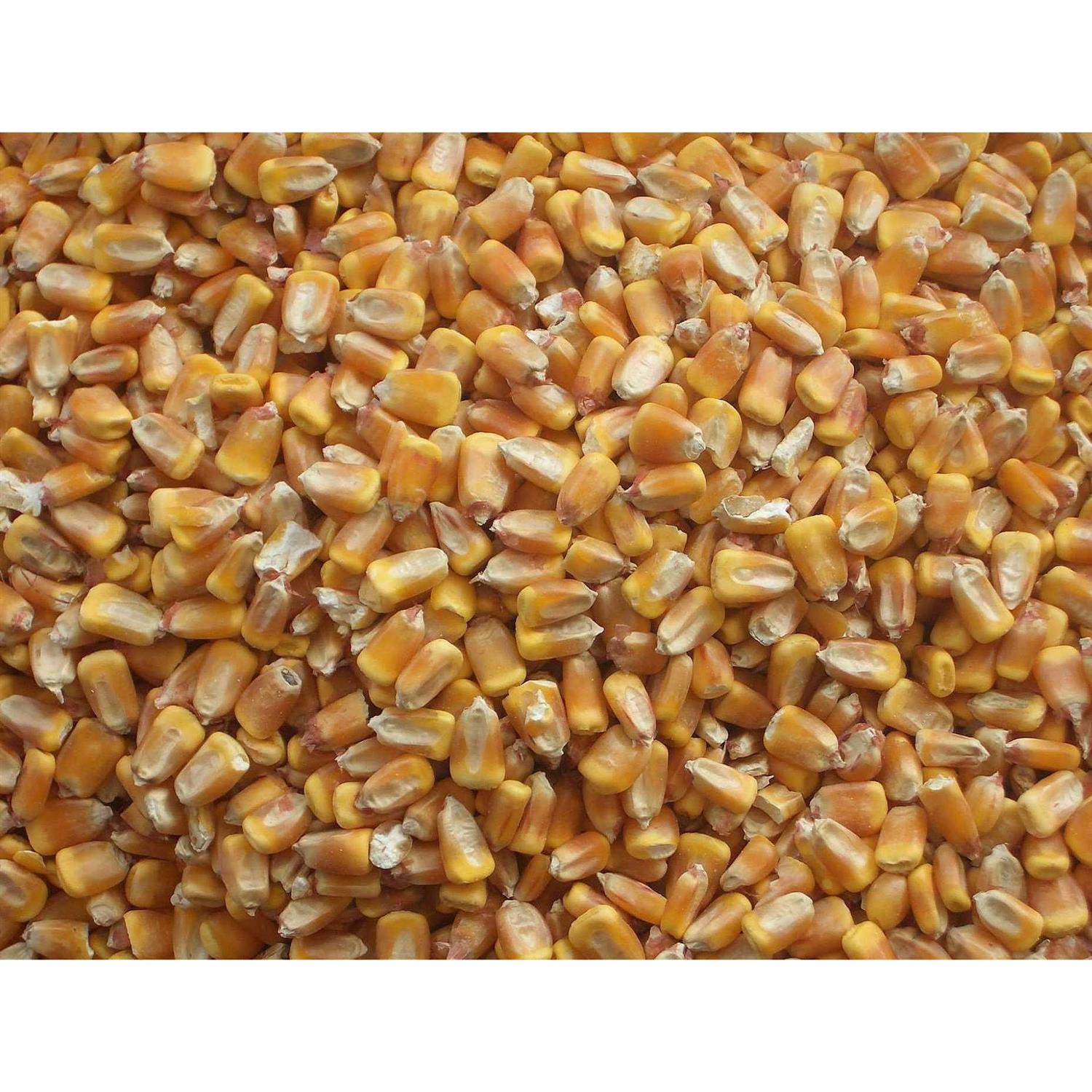 CountryMax Bulk Whole Corn for Wildlife Feeding - Healthber