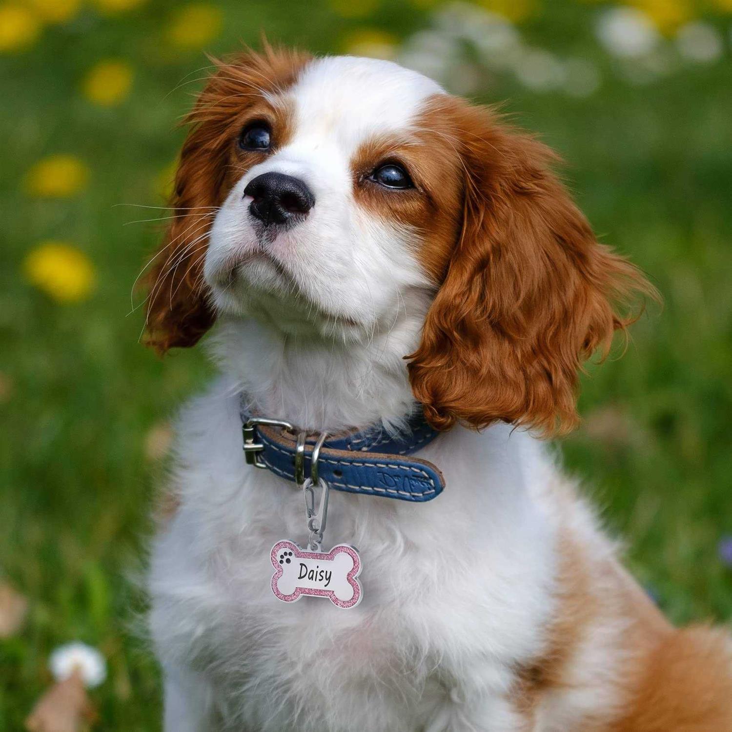 Aimeng Personalized Stainless Steel Pet ID Tags with Glittery Bone Design - Healthber