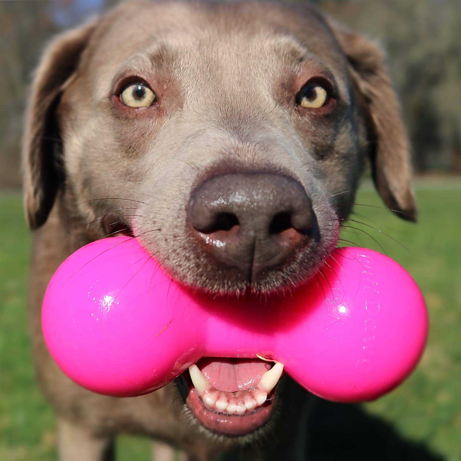 Ruff Dawg Big Dawg Dog Toy - Healthber