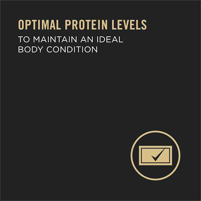 Purina Pro Plan High Protein Wet Dog Food - Healthber