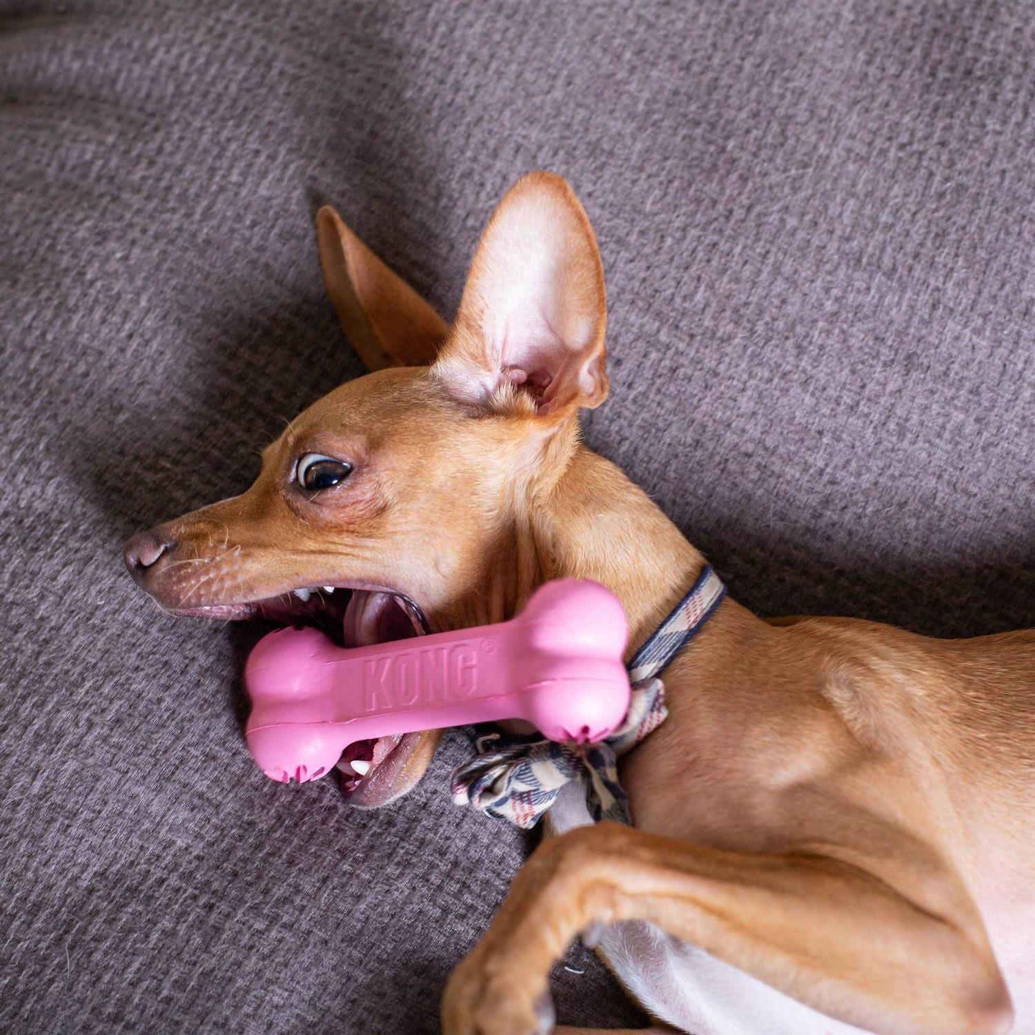 KONG Goodie Bone Puppy Toy - Healthber