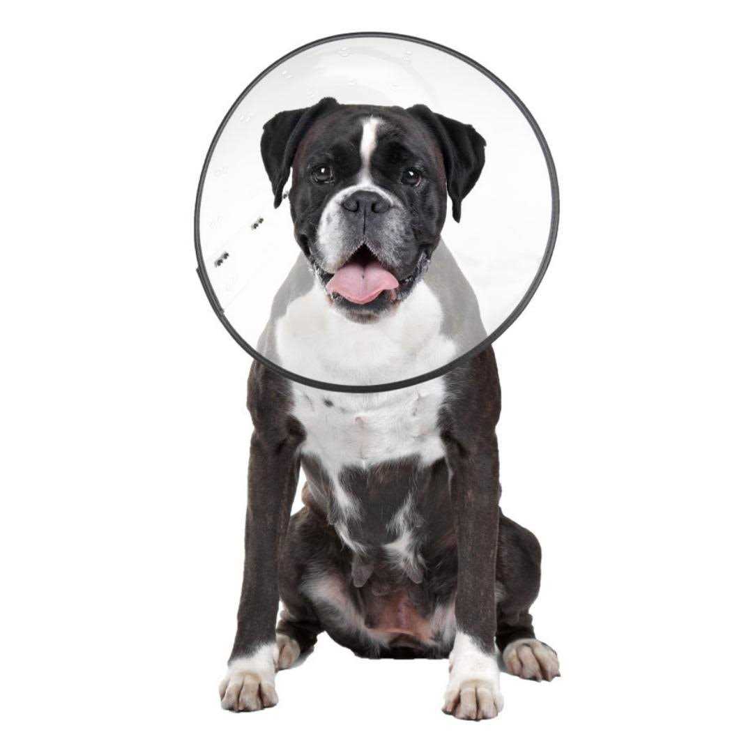 ZenPet E Clear Recovery Collar - Healthber