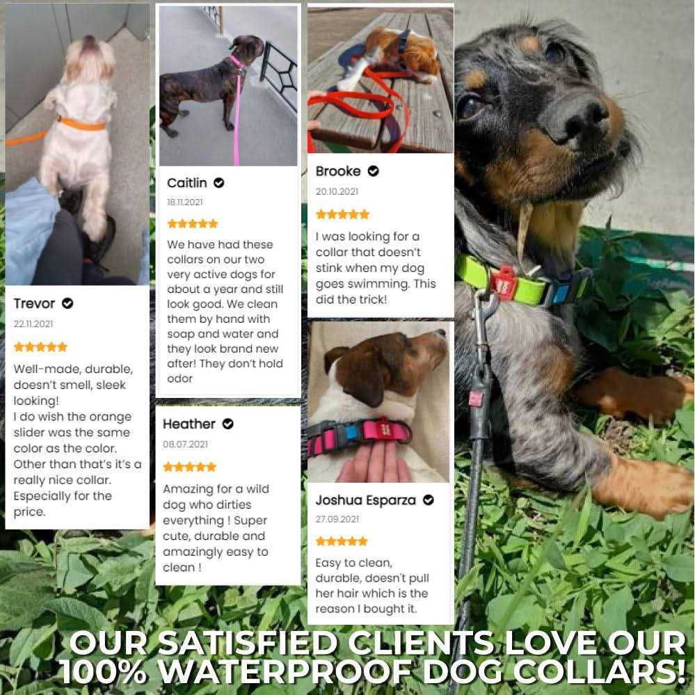 Waterproof Dog Collar with QR passport - Healthber