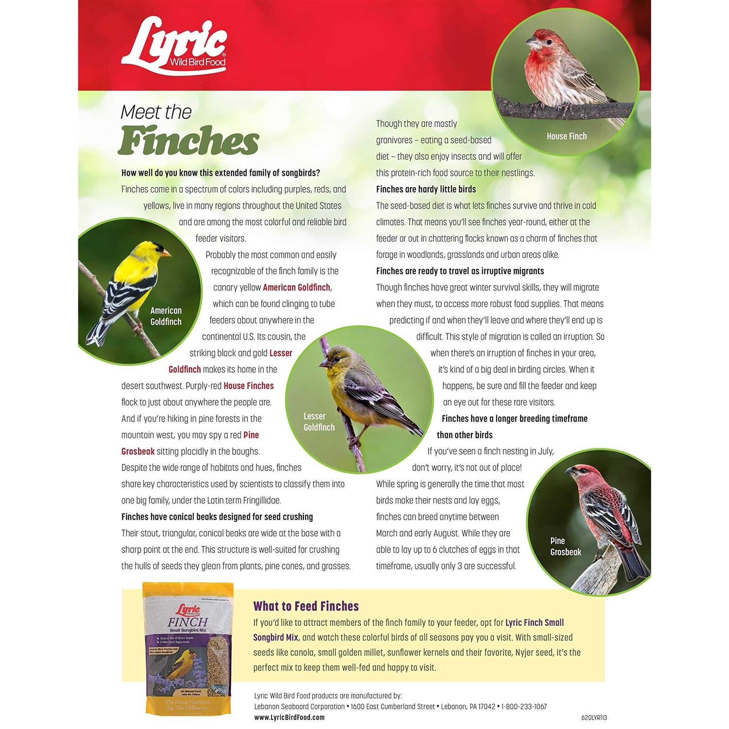 Lyric Finch Small Songbird Wild Bird Food - Healthber
