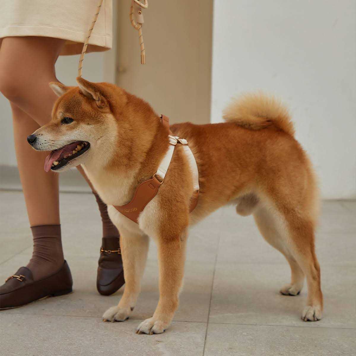 VOOCOO #OOTD Pet Harness and Leash Set - Healthber
