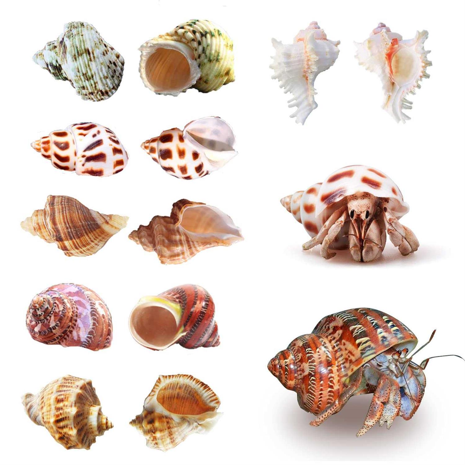Hermit Crab Shells Medium to Large Growth Turbo Seashells 1-2 Openning Size Natural Supplies Conch Habitat - Healthber