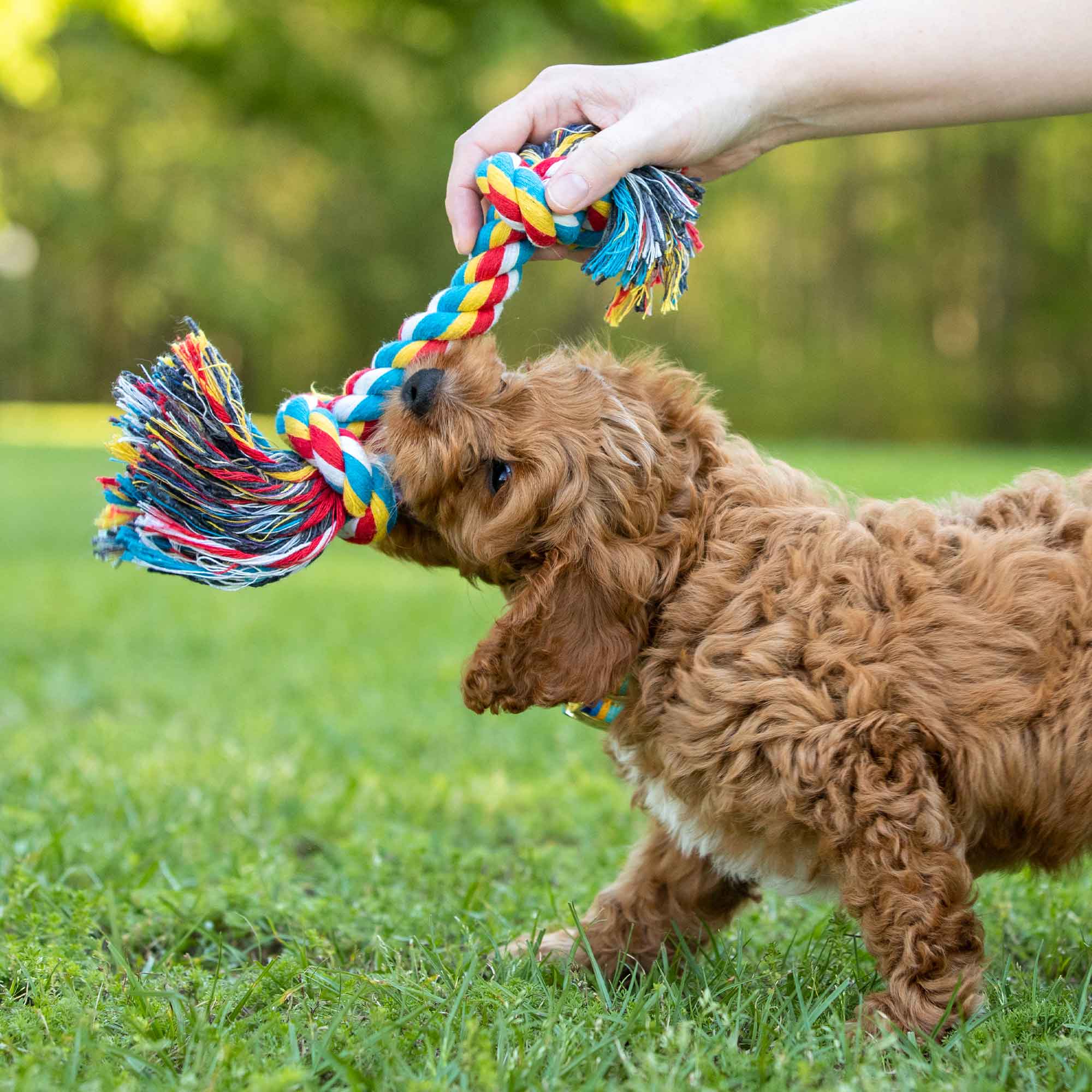 Multi-Colored Braided Rope Bone Tug Toy for Dogs - Healthber