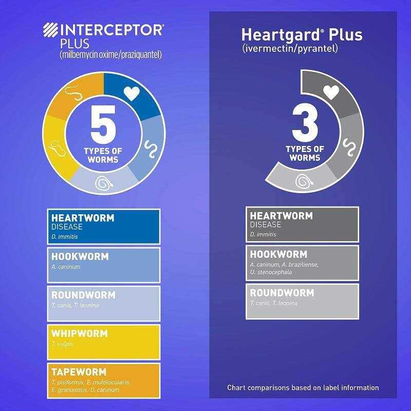 Interceptor Plus for Dogs - Healthber