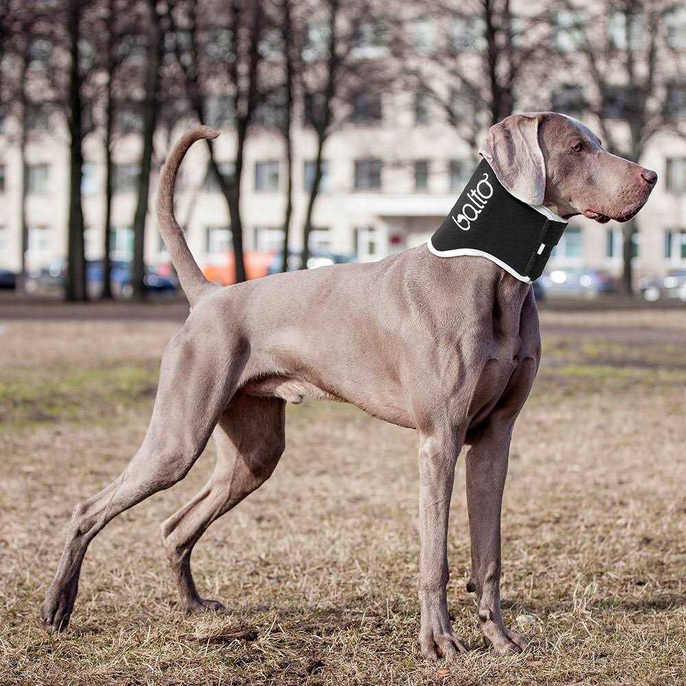 Balto Dog Cone Alternative E-Collar - Healthber