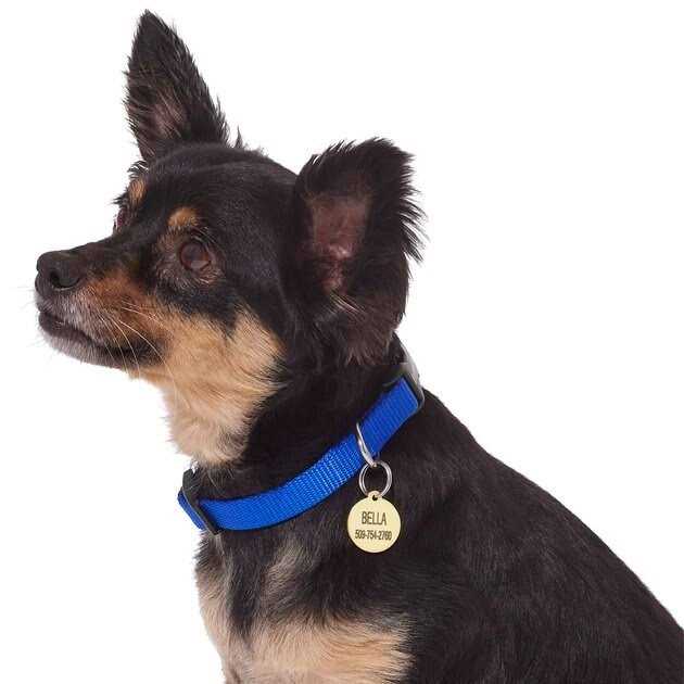 Frisco Brass Personalized Dog & Cat ID Tag - Healthber