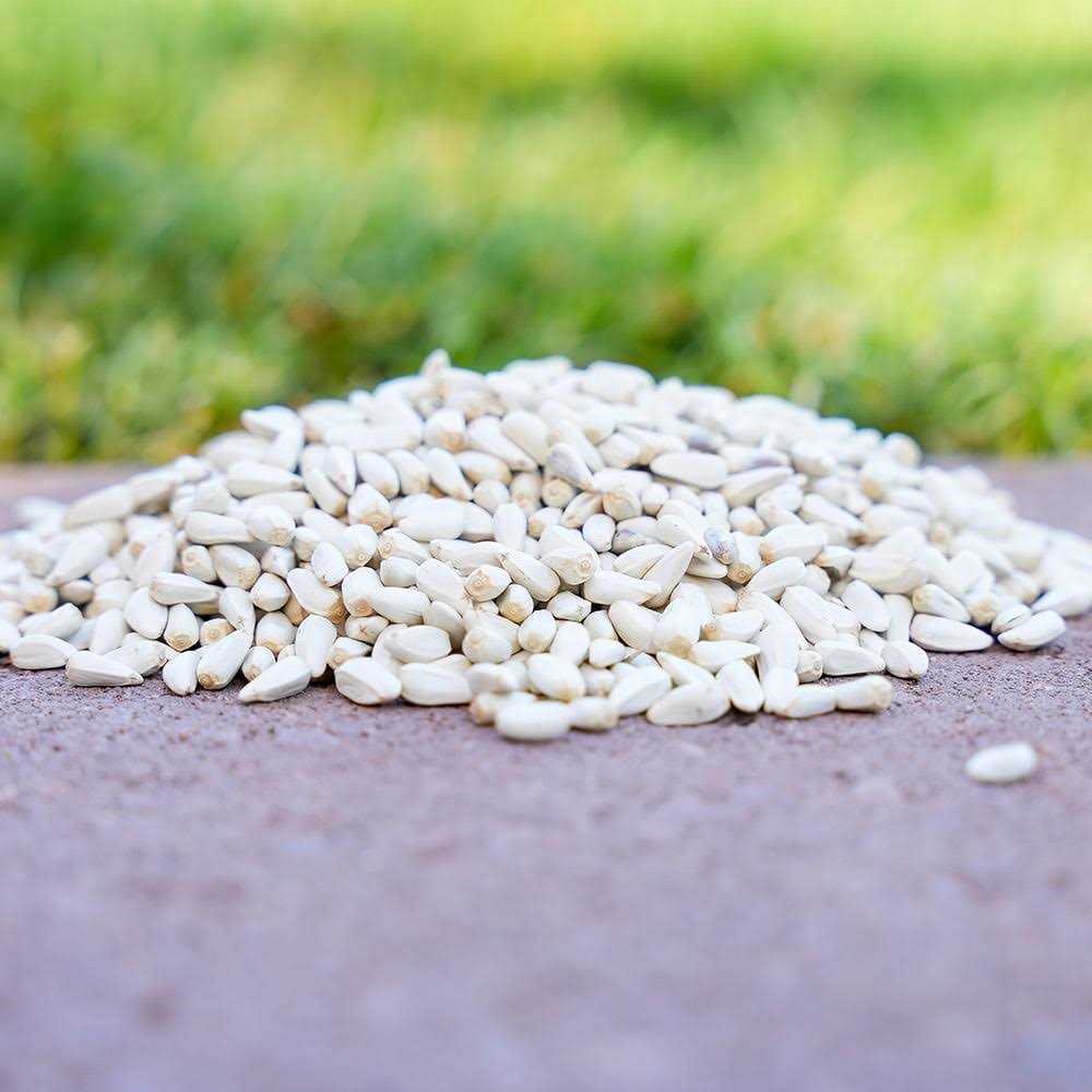 Desert Valley Supply Desert Valley Premium Safflower Seeds Wild Bird Food - Healthber