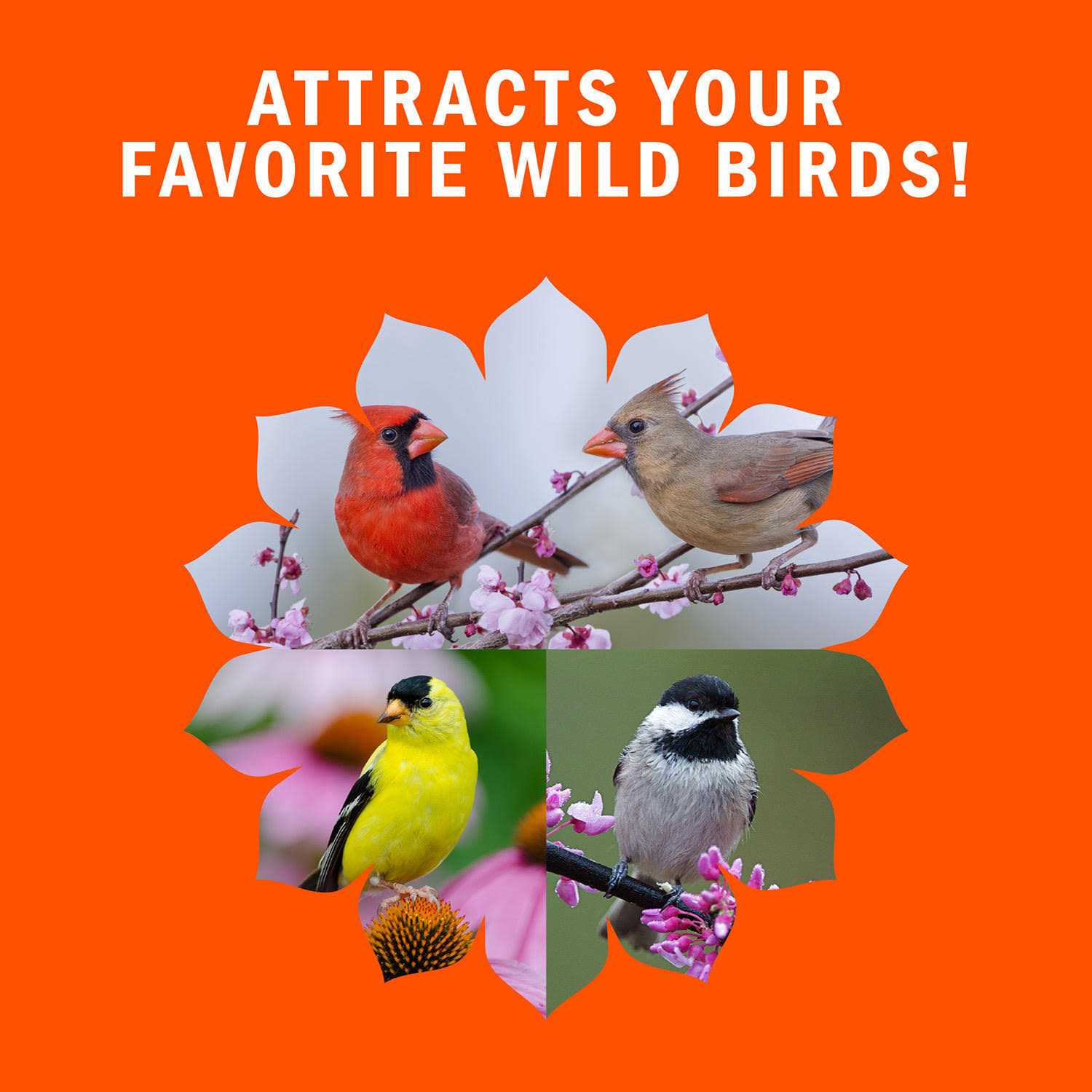 Audubon Park High Energy Blend Wild Bird Food - Healthber