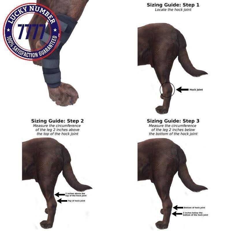 Labra Dog Extra Supportive Canine Rear Leg Hock Joint Compression Wrap and and - Healthber
