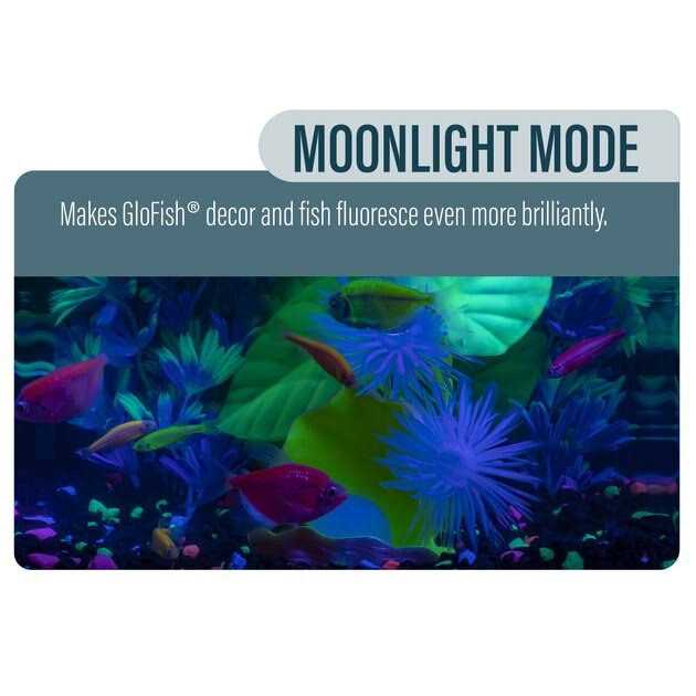 GloFish Betta Fish Aquarium Kit - Healthber