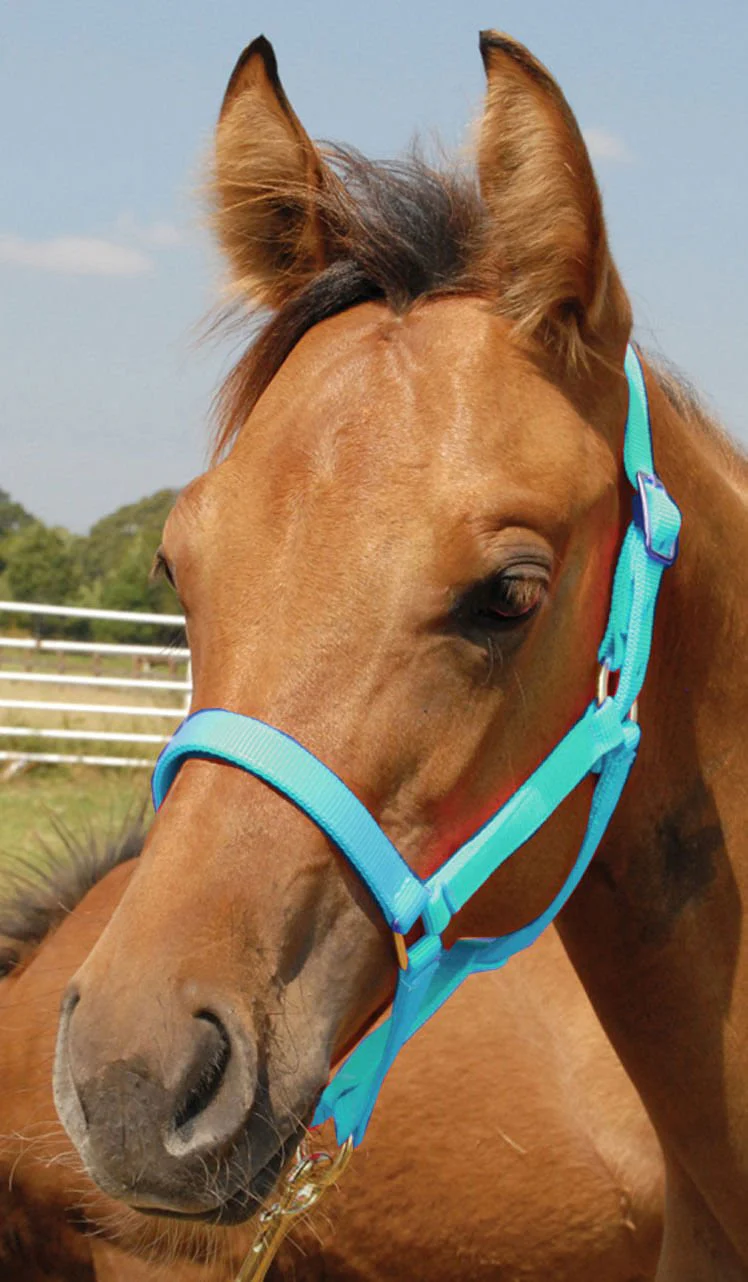 Premium Halters, Suckling, 150-250 lb (2-ply, 3/4