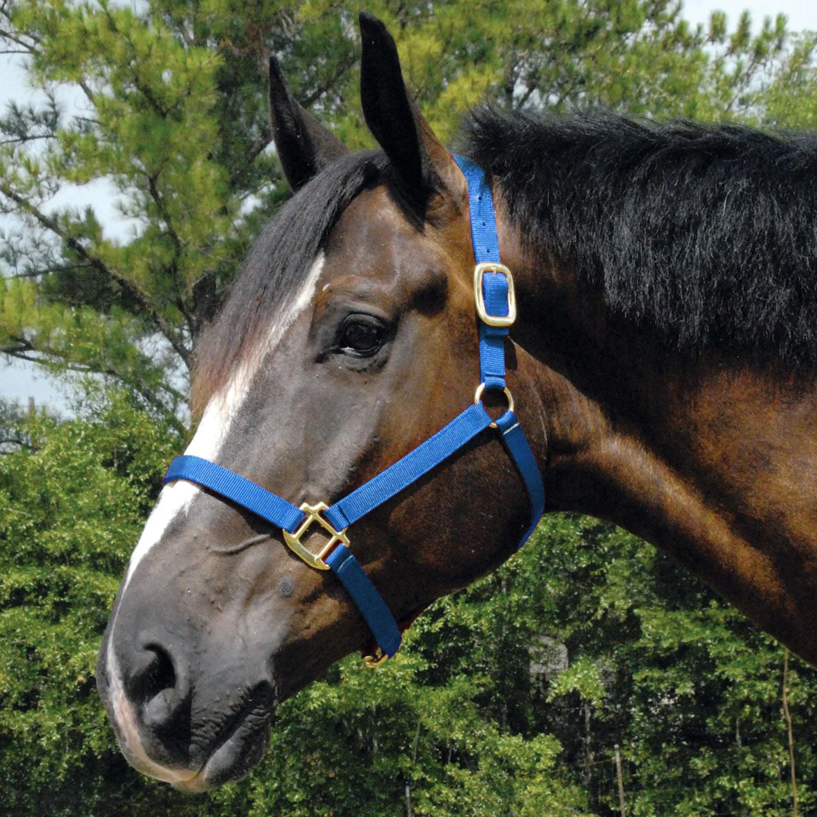 Arabian Nylon Horse Halter, for Full Size Arabians 2 Years & Up - Healthber