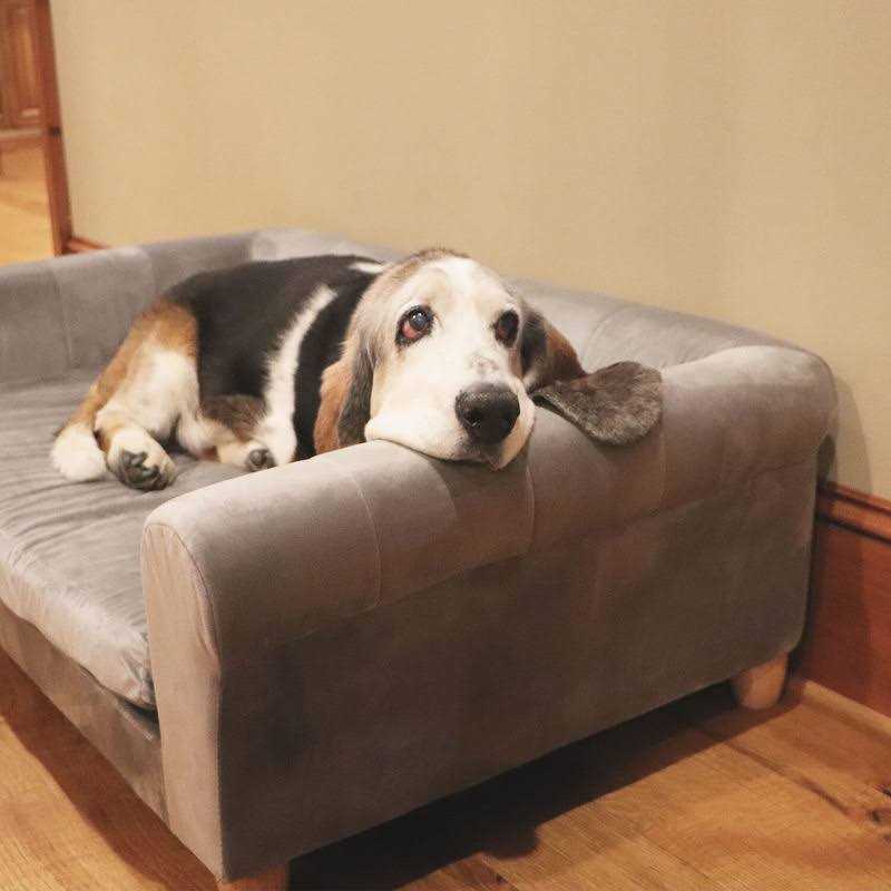 Critter Sitters 42-in. Elegant Faux-Velvet Rectangle Pet Bed for Medium and Large Dogs - Healthber