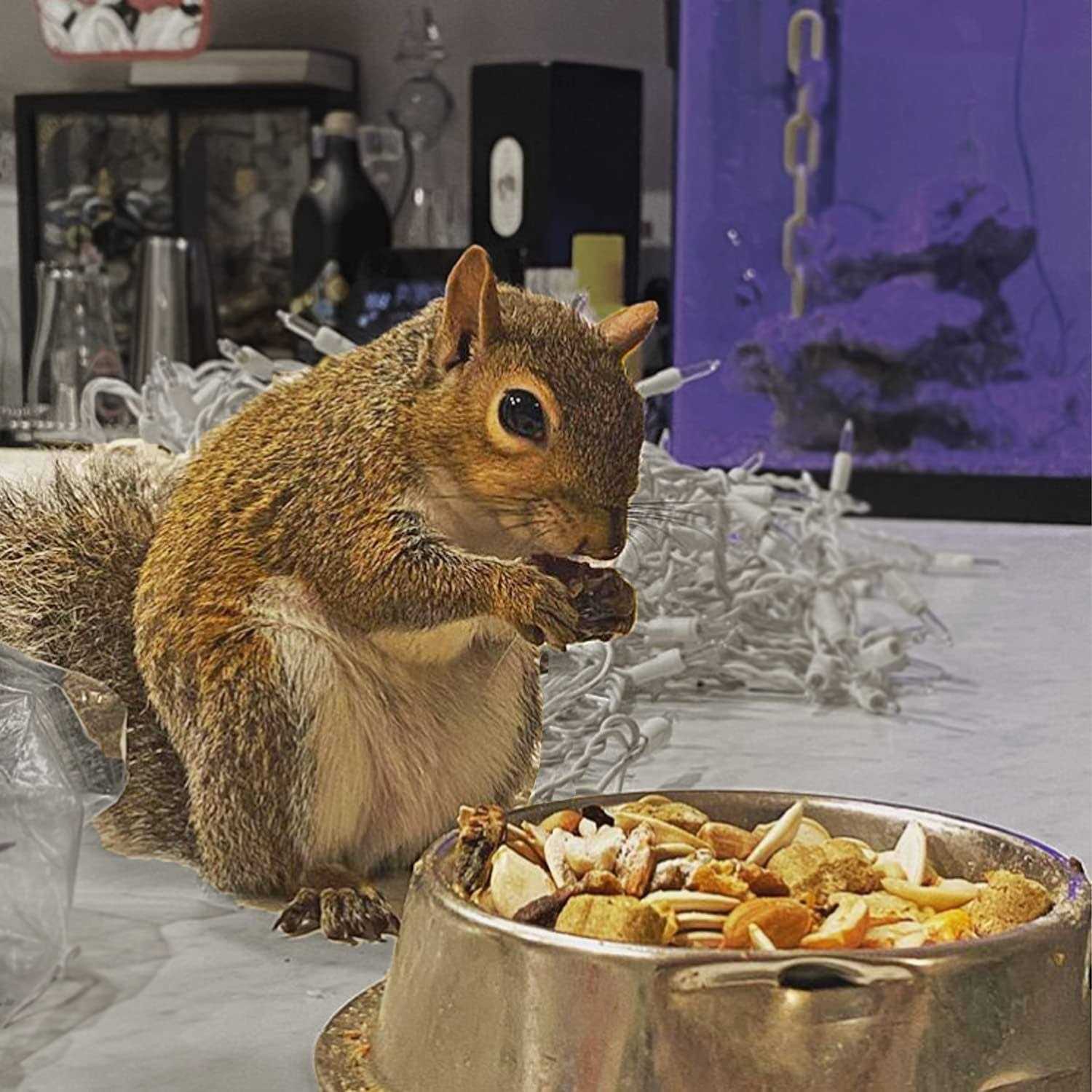 Exotic Nutrition Complete Squirrel Food - Healthber